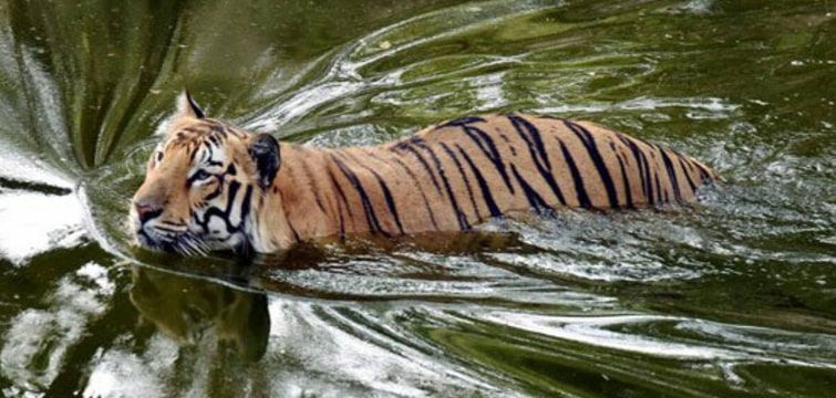 Awesome Image